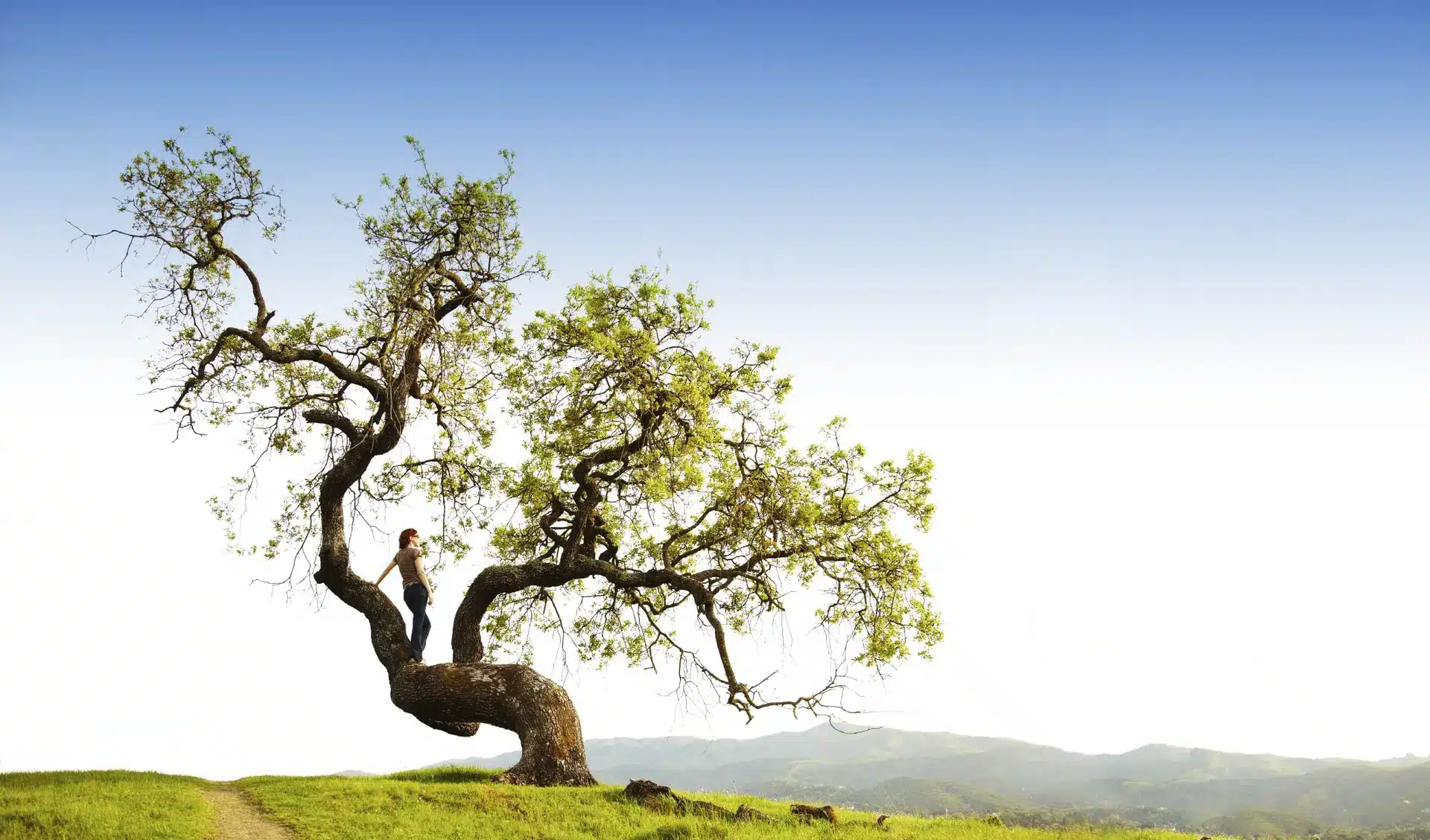 Nouvelle Heure Arbre